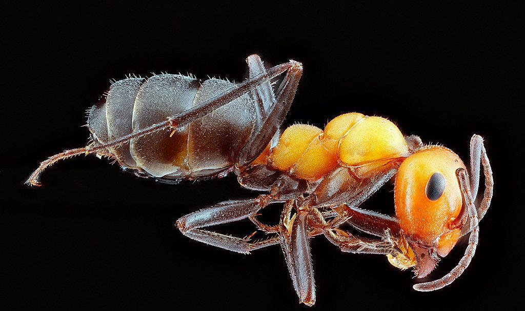 Ant Control service in Pawtucket, RI