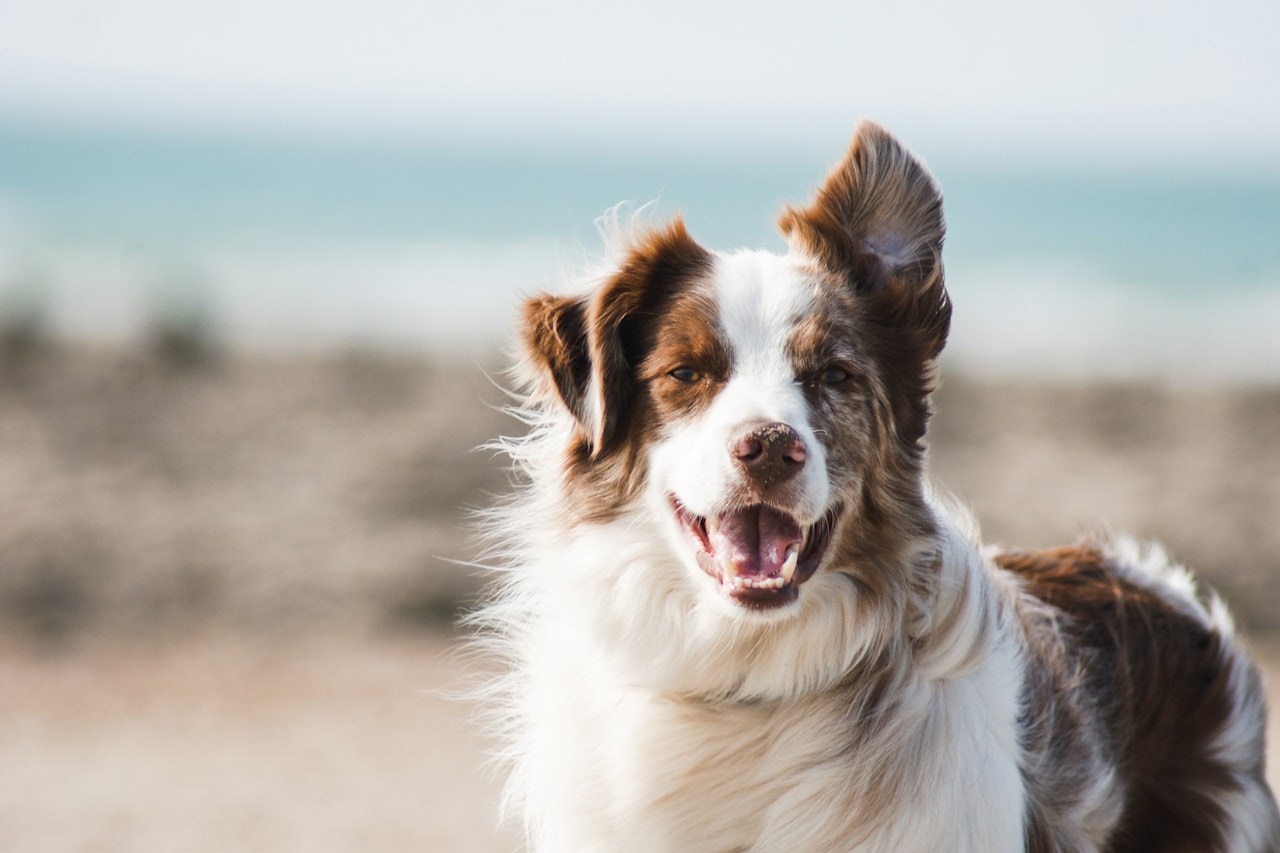 Flea & Tick Control service in Pawtucket, RI