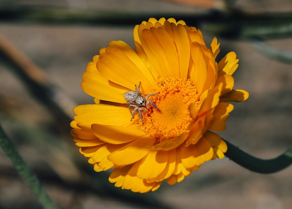 Spider Control service in Pawtucket, RI